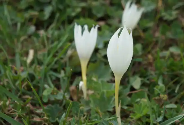 Крокус долинный с белыми цветками