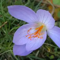 Крокус «Конкерор» (Crocus speciosus 'Conqueror')