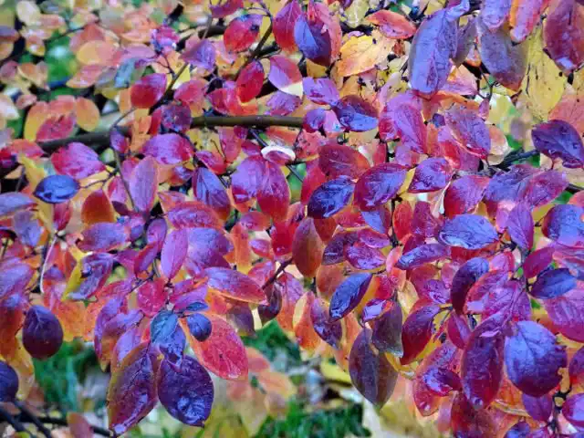 Бересклет (Euonymus)