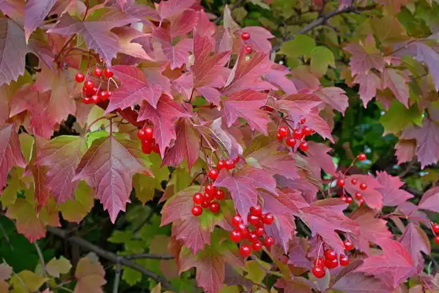 Калина (Viburnum)