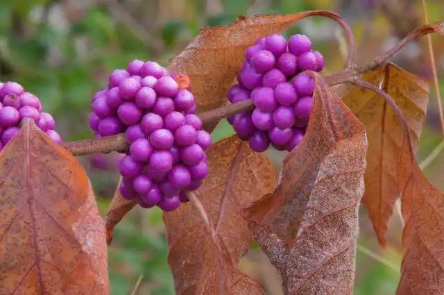 Красивоплодник (Callicarpa)