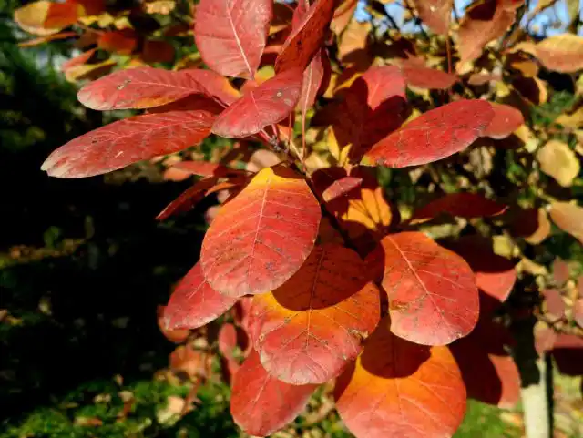 Скумпия (Cotinus)