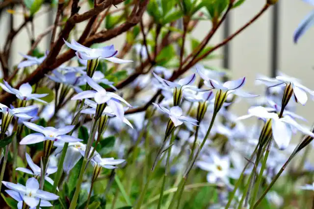 Ифейон одноцветковый отлично переносит климат 6 зоны, но его могут повредить длительные сильные морозы. Поэтому в северных регионах требует укрытие на зиму. Растение солнцелюбиво, но ему желательна защита от сильных ветров и жаркого полуденного солнца