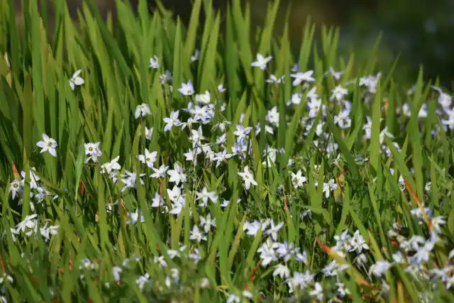 Ифейон одноцветковый - это симпатичный луковичный многолетник. В течение короткого периода он способен выдерживать температуру до -15°С. Из каждой маленькой бледной луковицы (диаметром около 5 см) вырастает несколько цветоносов высотой до 20 см. Плоские цветки (до 4 см в поперечнике) усеивают каждый стебель
