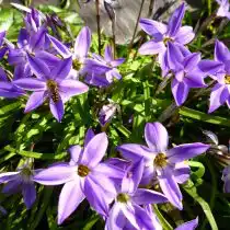 Ифейон одноцветковый «Фройли Милл» (Ipheion Uniflorum 'Froyle Mill')