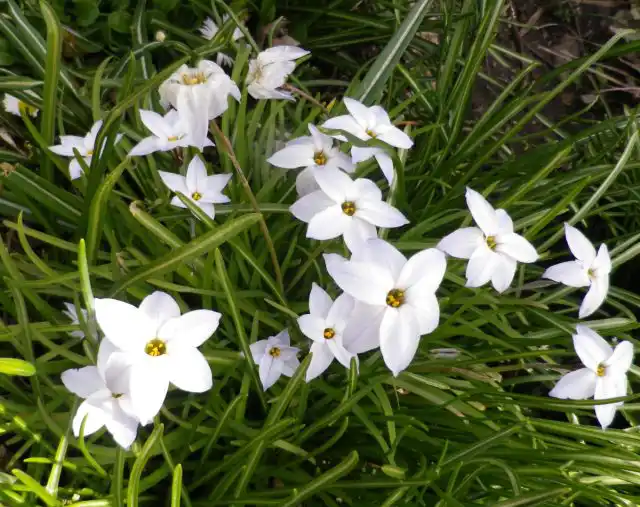 ифейон одноцветковый «Белая звезда» (Ipheion Uniflorum 'White Star')