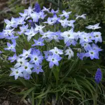 Ифейон одноцветковый «Уисли Блю» (Ipheion Uniflorum 'Wisley Blue')
