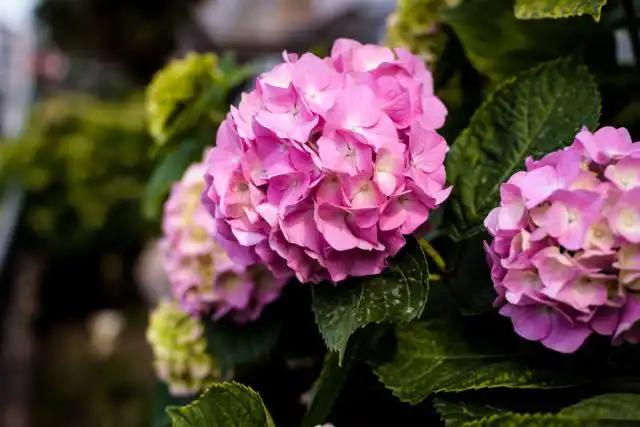 Добавление извести в почву, в которой растут голубые гортензии, может изменить их цвет на фиолетовый или розовый, когда почва станет более щелочной. Добавление сульфата алюминия в щелочную почву побуждает розовые гортензии приобретать голубые тона