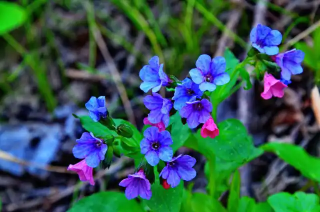 Цветки некоторых растений меняют цвет по мере старения. Самый типичный пример подобного явления – медуница. Ее молодые, только что распустившиеся цветки ярко-розовые. Через несколько дней они становятся фиолетовыми, а затем выглядят ярко-синими