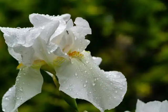 Варьирование уровня антоцианов может объяснить явление, которое иногда наблюдается у синих и фиолетовых садовые цветов, таких как ирис и агапантус. Они иногда удивляют садоводов неожиданным белым цветением