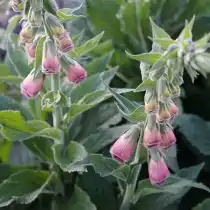 Цветки наперстянки Мертонской очень пушистые