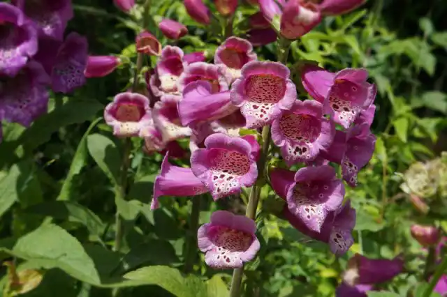 Цветки наперстянки пурпурной, часто слегка приподняты