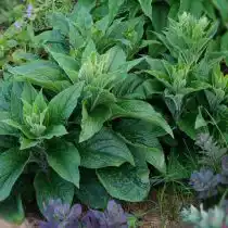 Листва наперстянки мертонской крупная, темно-зеленая и сильно опушенная