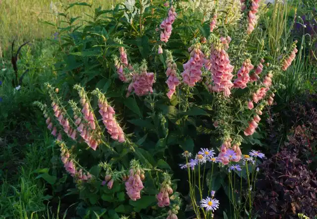 Наперстянка Мертонская (Digitalis х mertonensis) - самая крупная из наперстянок. Этот вид также иногда называют «земляничной наперстянкой»