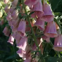 У наперстянки земляничной цветки расположены только на одной стороне цветоноса