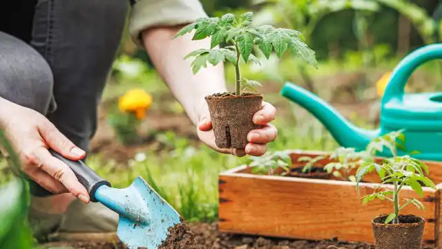 Солнечные майские дни — лучшее время для переезда любимых растений в открытый грунт или теплицу.