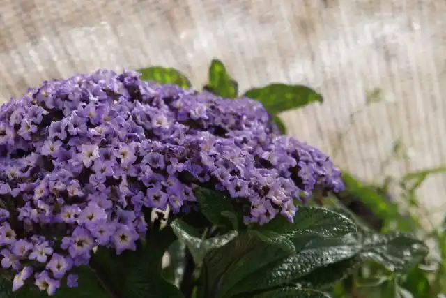 Гелиотроп экстра-карликовый «Марине» (Heliotropium 'Marine')