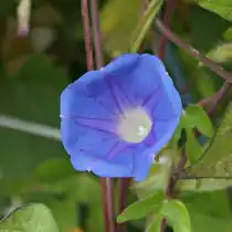 Ипомея плющевидная «Мини Скай Блю» (Ipomoea hederacea 'Mini Sky-Blue')