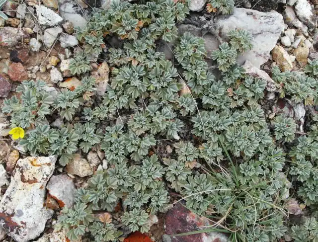 Лапчатка бесстебельная (Potentilla acaulis)