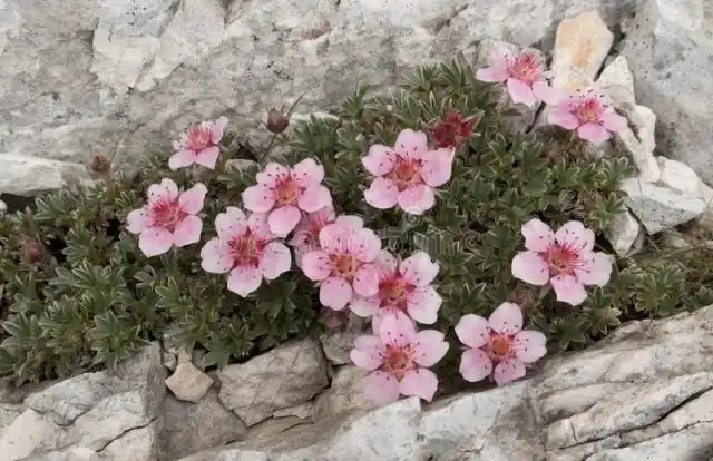 Лапчатка блестящая (Potentilla nitida)