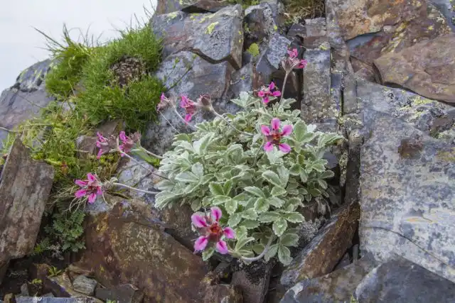 Лапчатка чудесная (Potentilla divina)