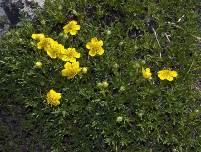 Лапчатка двухцветковая (Potentilla biflora)