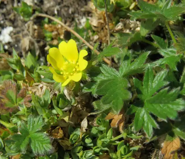 Лапчатка гипарктическая (Potentilla hyparctica)