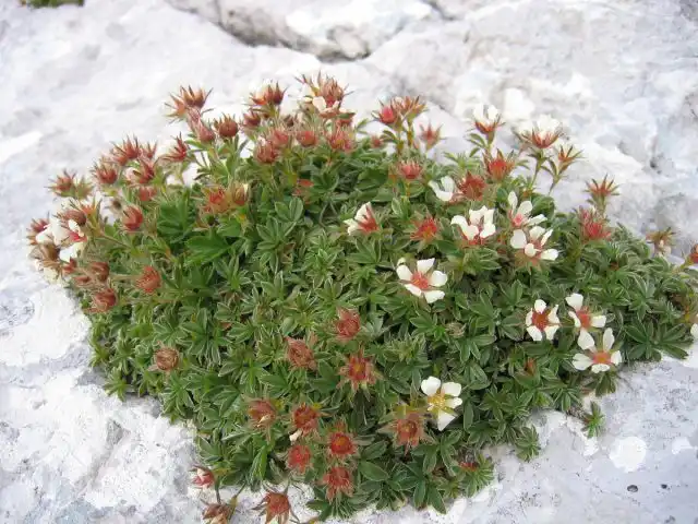 Лапчатка Клуза (Potentilla clusiana)
