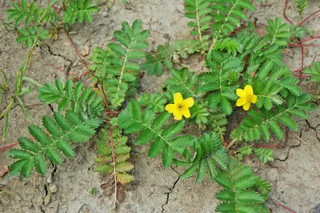 Лапчатка гусиная (Potentilla anserina)