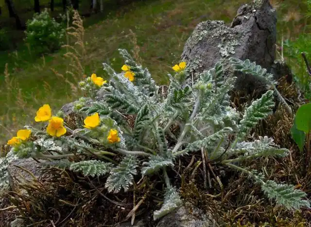 Лапчатка шёлковая (Potentilla sericea)