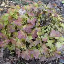 Калина обыкновенная «Нанум» (Viburnum opulus 'Nanum')