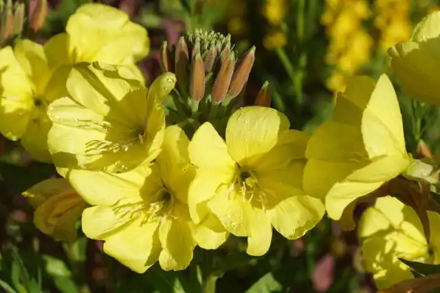 Добавит яркие всплески в саду декоративные виды рода Энотера, или Ночная звезда (Oenothera)