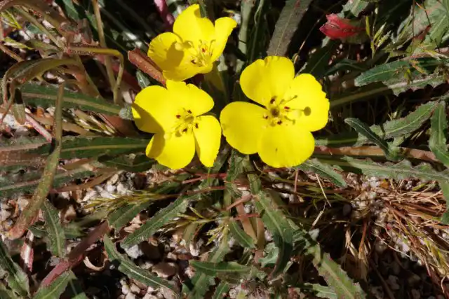 Камиссония (Camissonia)