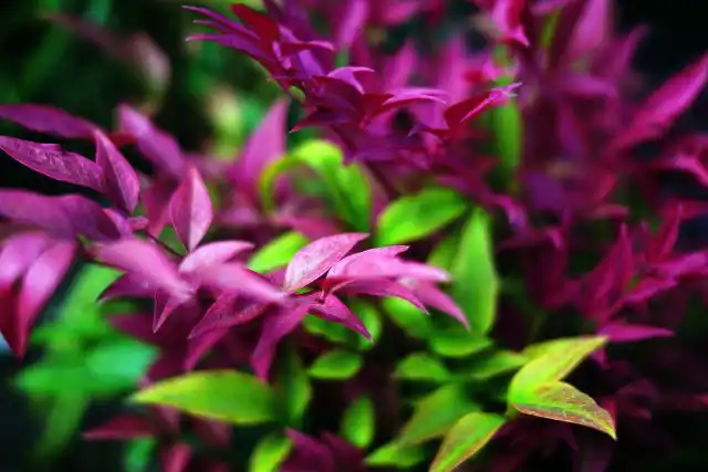 Украсить водоемы теплых, солнечных и влажных садов плотным ковром сможет Людвигия (Ludwigia)