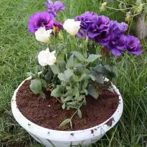 Устанавливаем куст в ёмкость и заполняем её почвенной смесью доверху