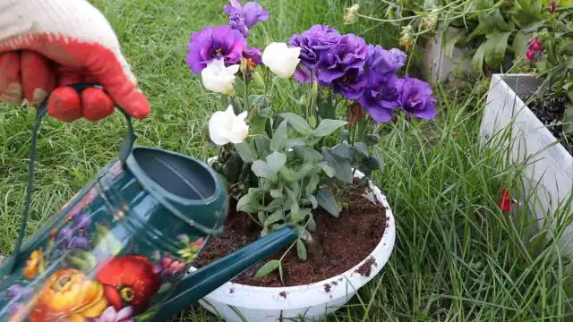 Обильно поливаем пересаженное растение(можно добавить в воду какой-нибудь укоренитель – Корневин, КорнеСтим и т. п.)