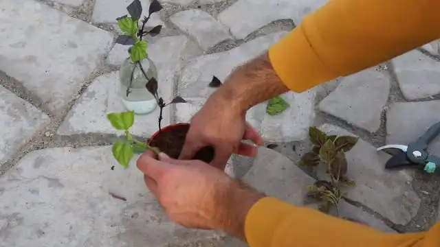 С огорода домой можно забрать и одну популярную пряность – базилик. Только его мы будем не пересаживать целиком, а заготовим черенки для укоренения в горшках на подоконниках, ведь это однолетник