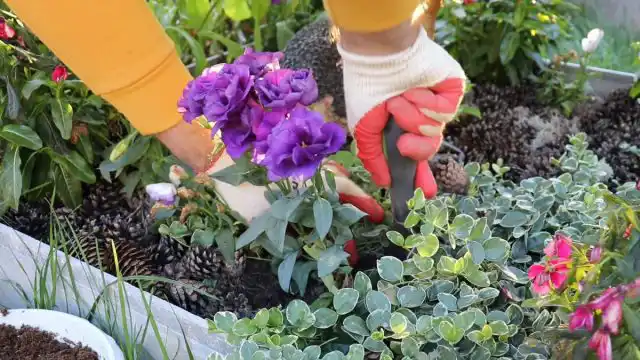 С чего начать пересадку многолетних цветов? Для начала подбираем для них подходящий горшок. Затем аккуратно обкапываем выбранные кустики со всех сторон и извлекаем их вместе с корневым комом