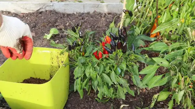 Мало кто знает, что кустовые перцы способны отлично себя чувствовать и в домашних условиях. Для перцев понадобится объёмный горшок не менее 2-3-х, а ещё лучше 5-ти литров