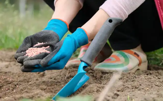 Пожалуй, самое важное в подготовке земли – грамотно внести подкормки. Главное правило осени – минимум азота. Он даст стимул к росту, который нам в данный момент совершенно не нужен. Зато сейчас самое время для комплексных фосфорно-калийных удобрений