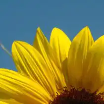 Лепестки подсолнуха могут стать красивым украшением для салатов, однако блюдам они дают больше, чем просто красивый цвет