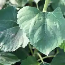 Листья подсолнуха можно использовать в качестве зелени для салата, варить так же, как шпинат, или даже запекать