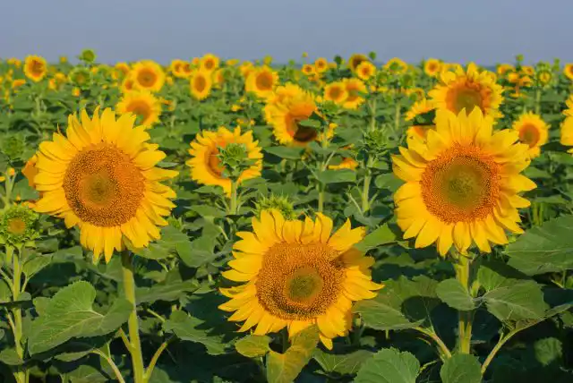 Подсолнечник – растение из семейства Сложноцветных. Насчитывается около 70 видов подсолнухов. Большинство из них родом из Мексики, Перу и юго-западной части США