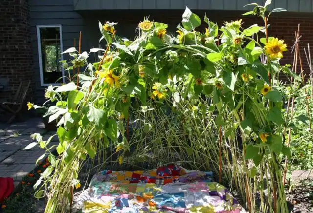 Подсолнух можно использовать не только в пищу. Если у вас на участке много места и достаточно солнечного света, вы можете вырастить «шалаш» из подсолнухов с небольшой внутренней комнатой