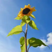 Мало кто знает, но стебли подсолнечника также съедобны и могут стать отличным перекусом