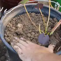 В центре подготовленной ёмкости делаем углубление, помещаем туда основной корень нимфеи и присыпаем грунтом