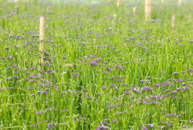 Выращенная естественным путем статица процветает с минимальными требованиями: солнечное освещение с утра до вечера. Она хорошо растет на бедных и средних почвах и не требуют большого количества воды благодаря засухоустойчивости