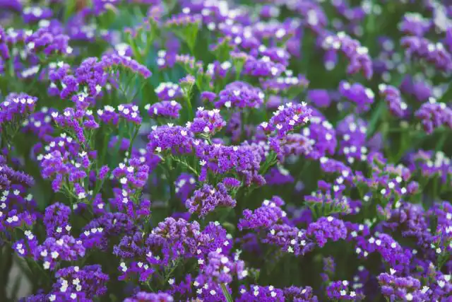 Статица выемчатая, или Кермек выемчатый (Limonium sinuatum)