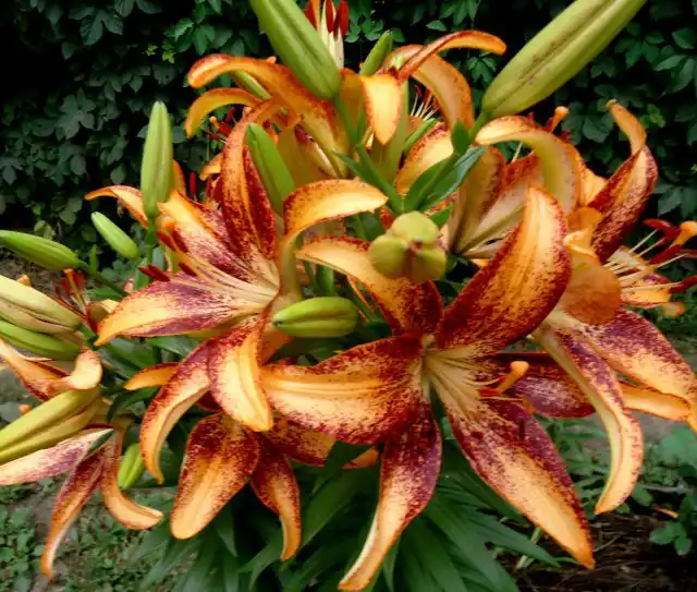 Лилия однобратственная «Кентукки» (Lilium monadelphum 'Kentukki')