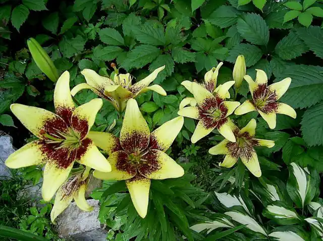 Лилия однобратственная «Латвия» (Lilium monadelphum 'Latvia')